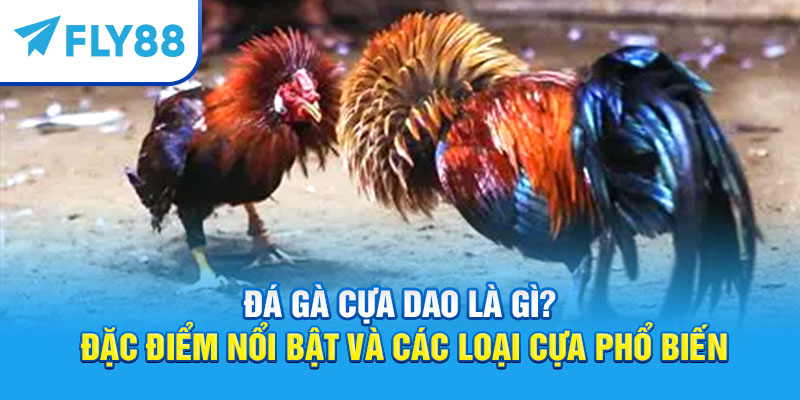 Đá Gà Cựa Dao – Kinh Nghiệm Và Luật Chơi Mới 2025 9 Đá gà cựa dao là gì?