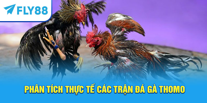 Fly88 – Trang Cá Cược Đá Gà Thomo Trực Tuyến Uy Tín Tốt Nhất 2025 5 Fly88 – Trang cá cược đá gà Thomo trực tuyến uy tín