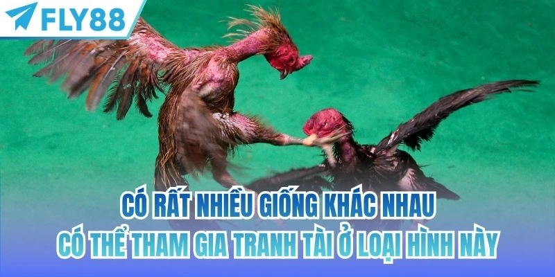 Đá Gà Tre Miền Tây | Nét Đẹp Của Trò Chơi Truyền Thống 3 Có rất nhiều giống khác nhau có thể tham gia tranh tài ở loại hình này