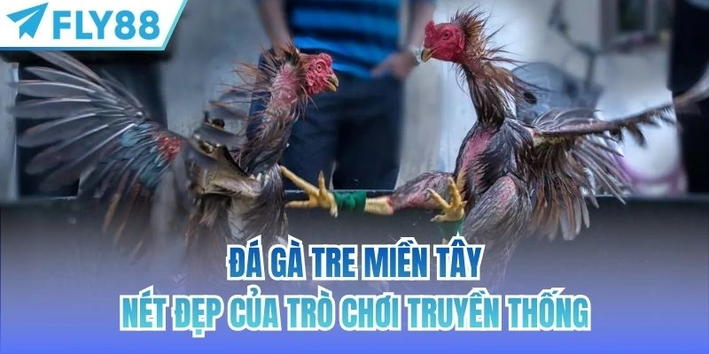 đá gà tre miền tây