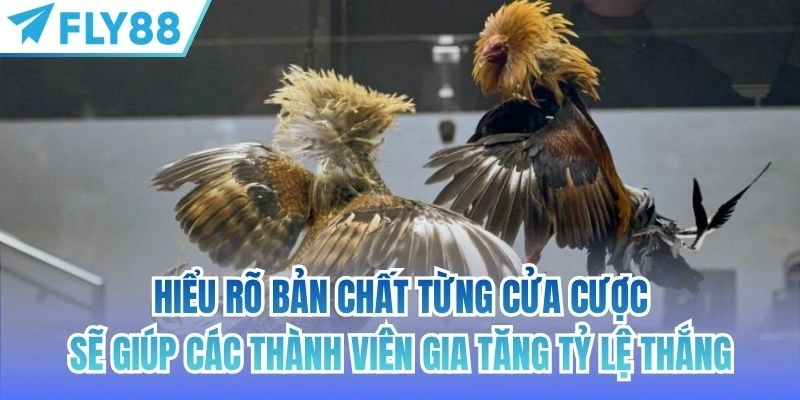 Đá Gà Tre Miền Tây | Nét Đẹp Của Trò Chơi Truyền Thống 4 Hiểu rõ bản chất từng cửa cược sẽ giúp các thành viên gia tăng tỷ lệ thắng