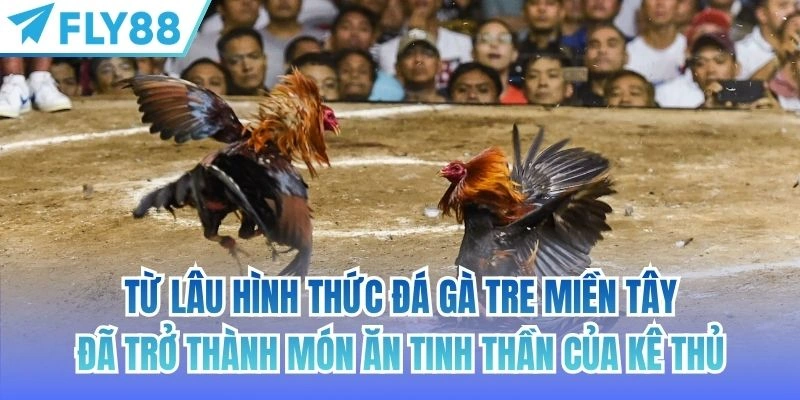 Đá Gà Tre Miền Tây | Nét Đẹp Của Trò Chơi Truyền Thống 2 Từ lâu hình thức đá gà tre miền tây đã trở thành món ăn tinh thần của kê thủ